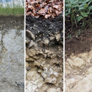 Je nach Verfestigungsgrad des Kalksteins entstehen unterschiedliche Ausprägungen der Rendzina mit sehr unterschiedlichem Wasserspeichervermögen( vlnr): Lockerrendzina aus Schreibkreide, Gerüstrendzina aus Kalksteinschutt, Felsrendzina aus geklüftetem, massivem Kalkstein Fotos: R. Obst LUNG MV und Geologischer Dienst NRW